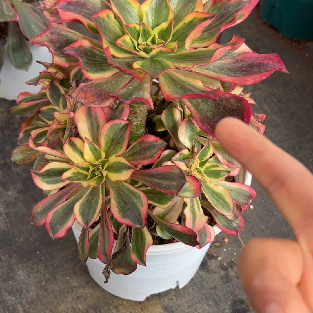 168魅影多肉多肉多头