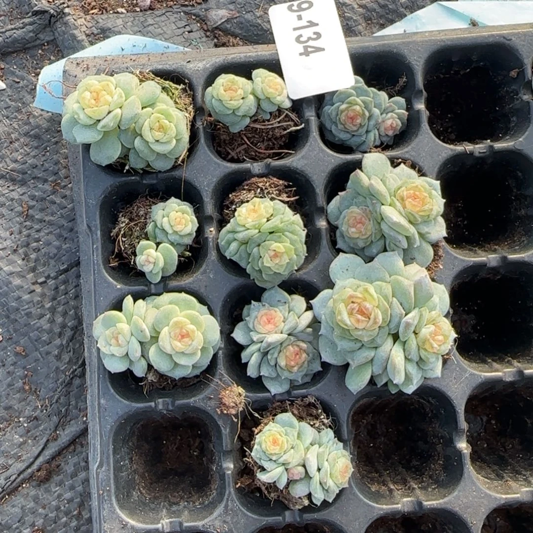 小卡拉米糖心一物一拍