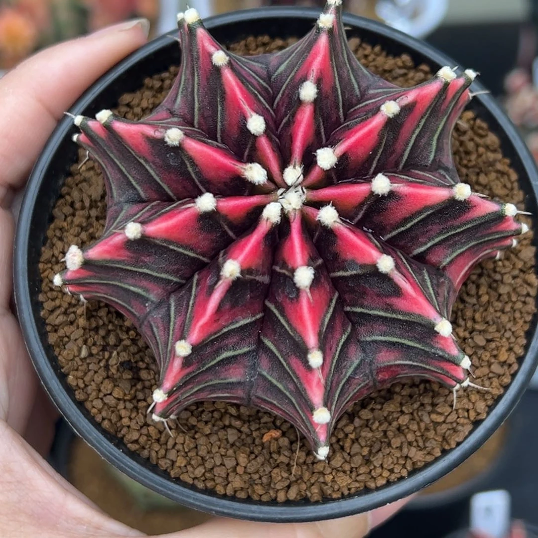 泰系米哈锦，带盆土发货