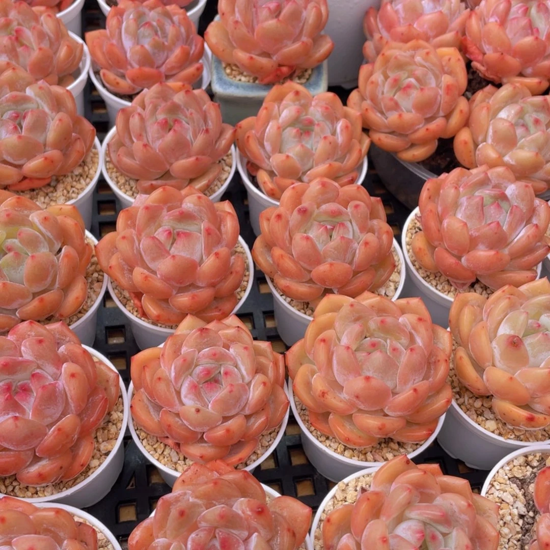 量拍66号 果冻韩版仙女橙单头5个