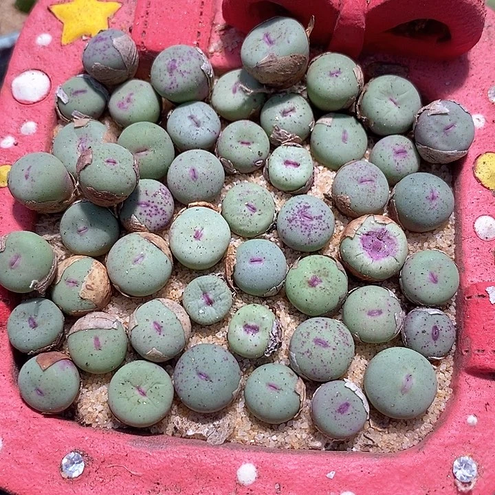 27509小红嘴一颗