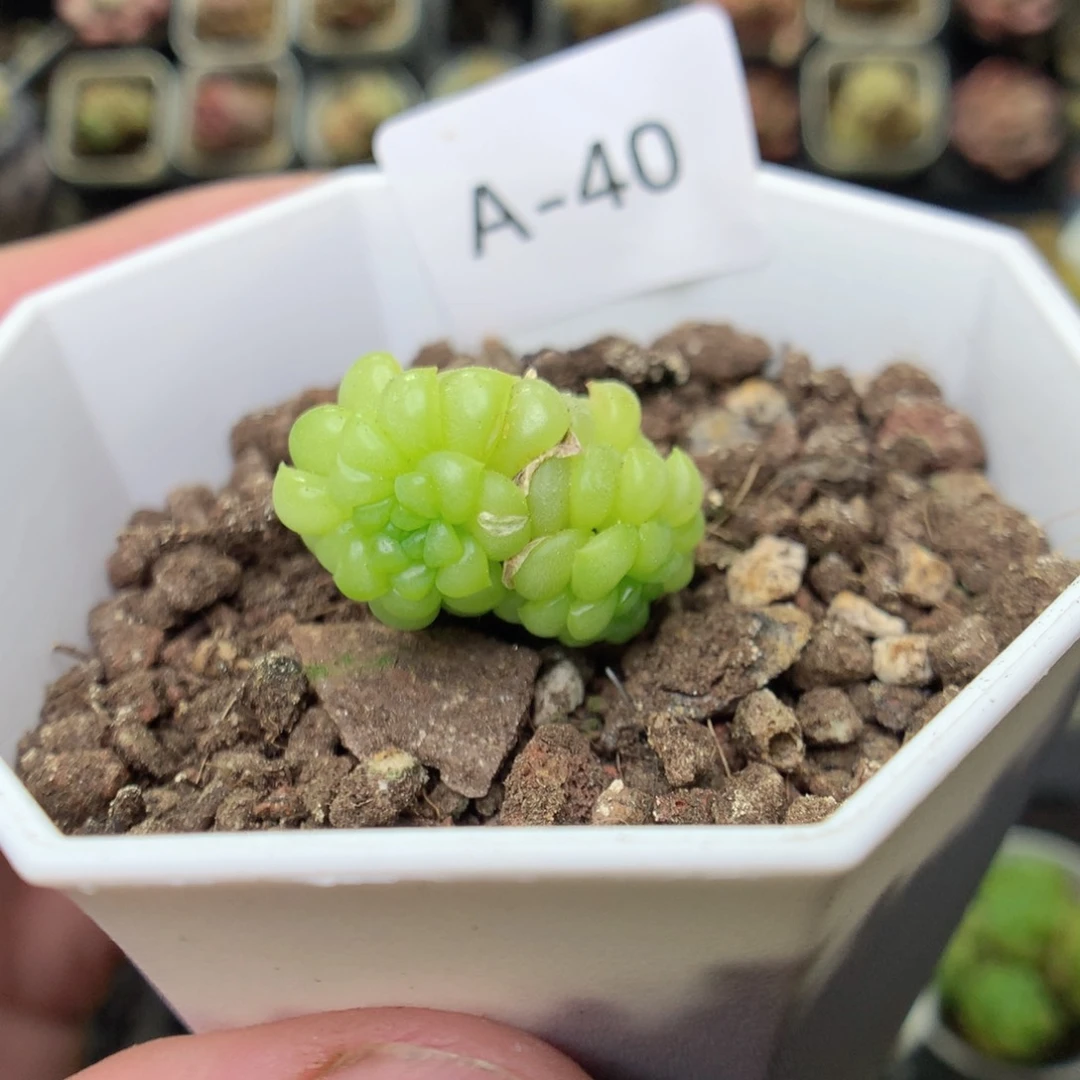 A40y y y y y y y y y y y y