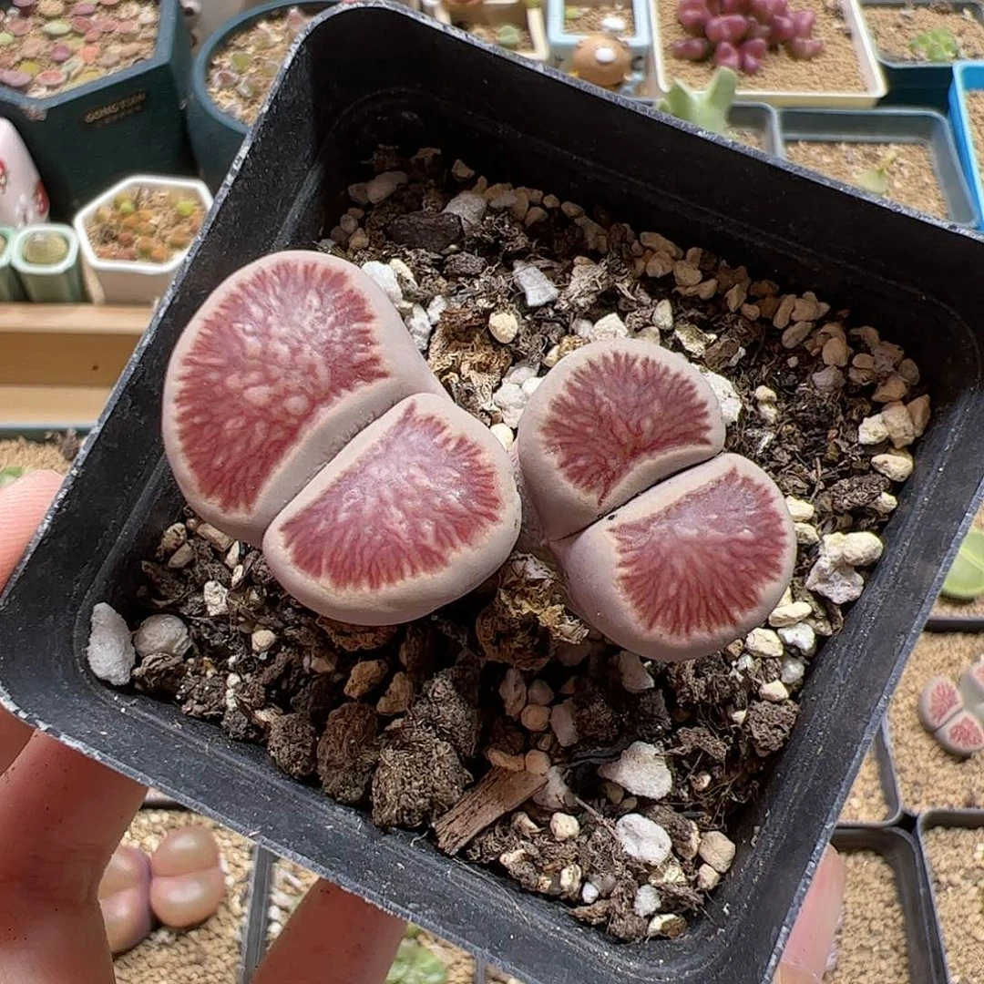 【闪购商品】106 菊