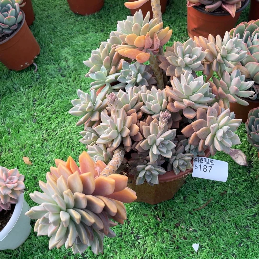 林*15187淡雪老庄多肉植物