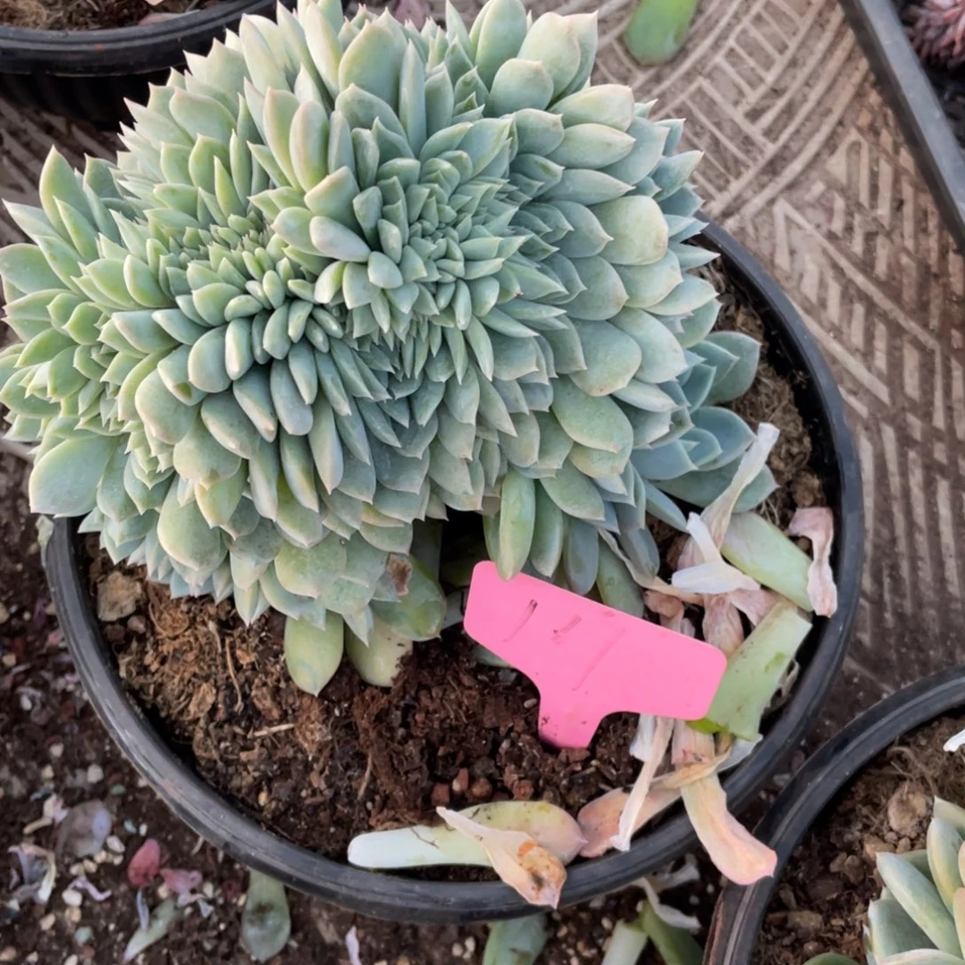 161号星影缀化多头