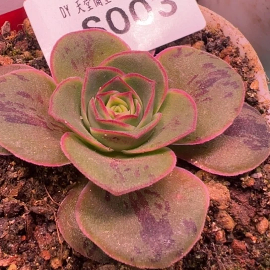 三碗003 彩虹之翼福利