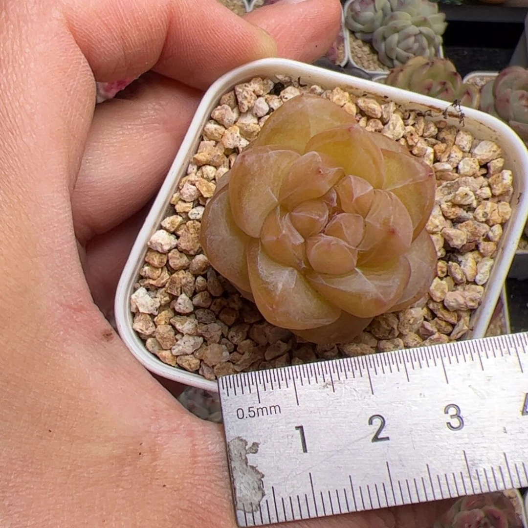 姜*贵136 多肉植物组合盆栽