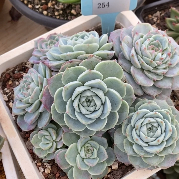 D254- 直播福利天鹅绒