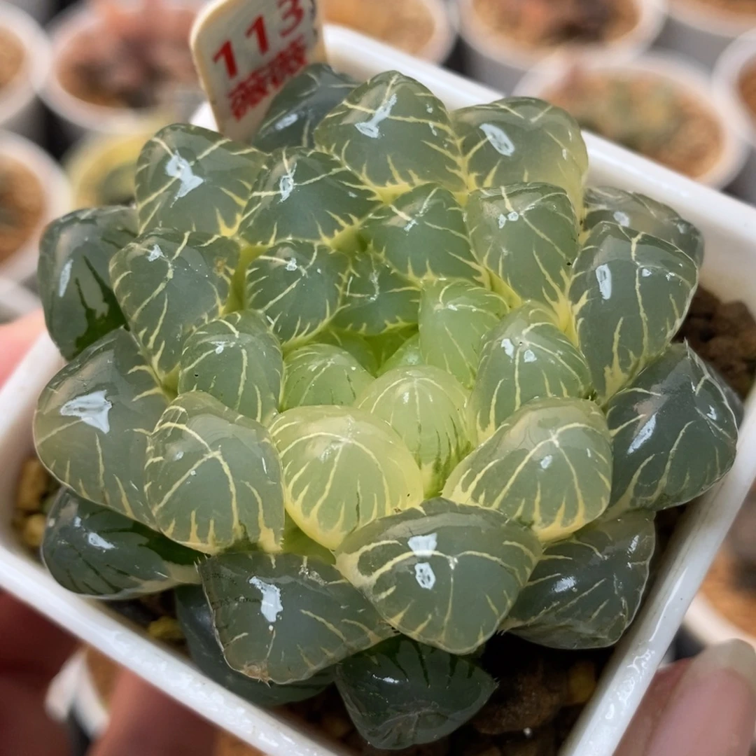 113糊斑湖水玉露锦一物一拍