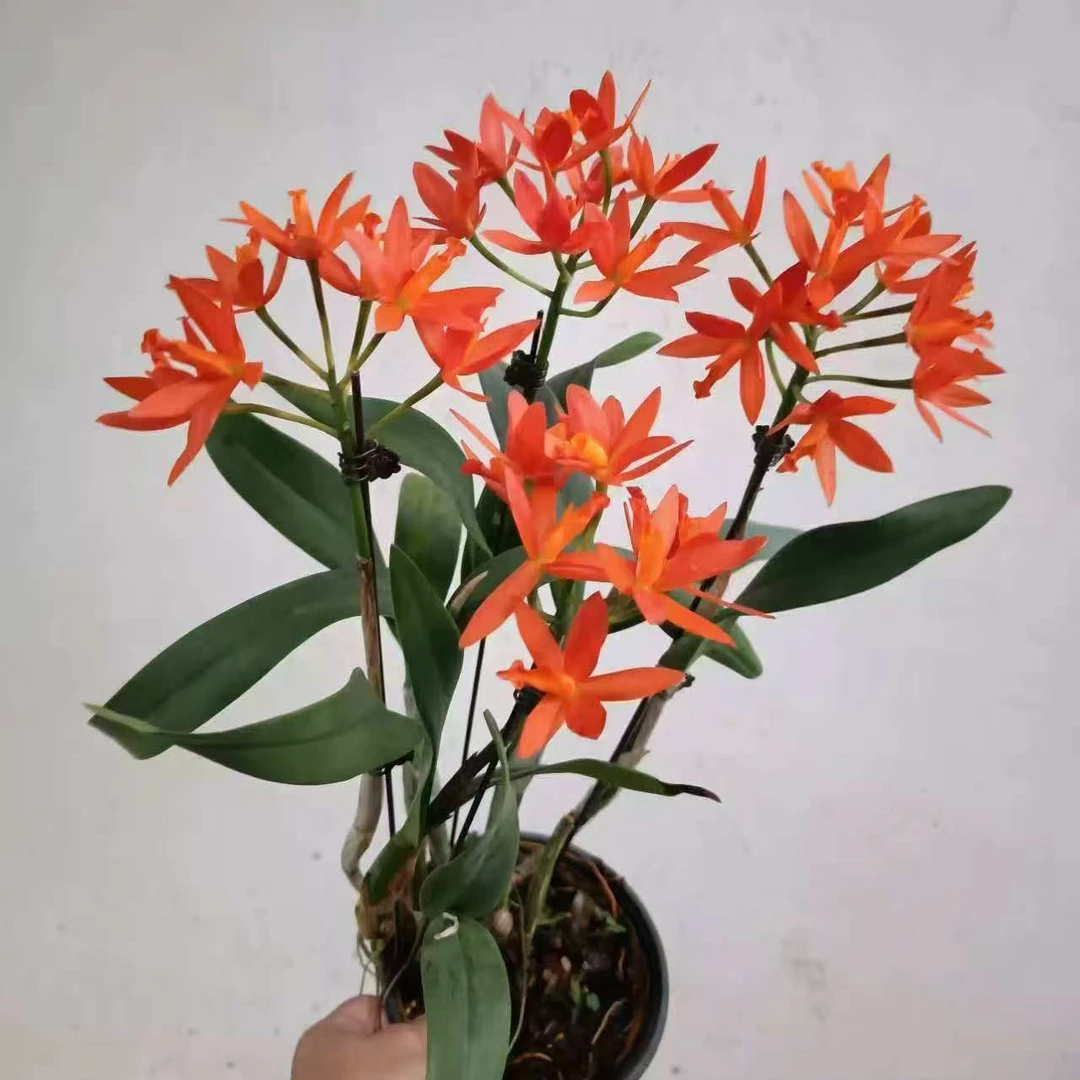 卡特兰 金玉满堂 原盆栽种 多年生长 好养型