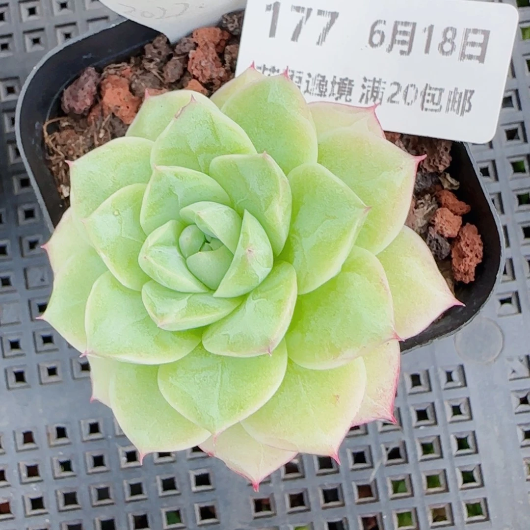 *****花语逸镜0618-177