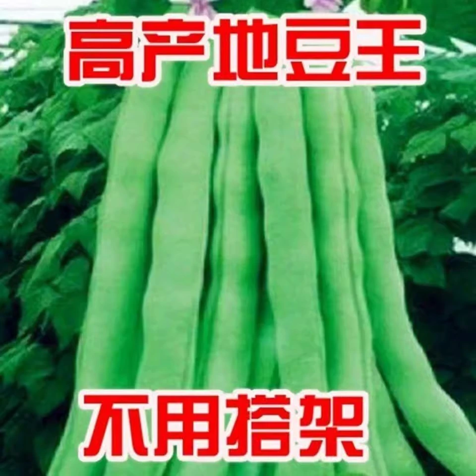 地豆王豆角种子无架四季豆菜豆早熟抗病宽荚肉嫩白莲豆种籽