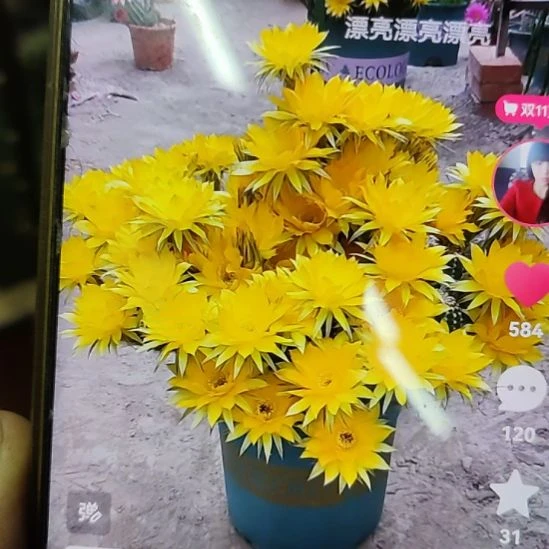 仙人球黑金刚秋意侧芽