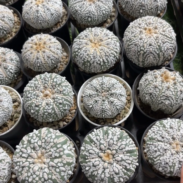 四个实生福利好养