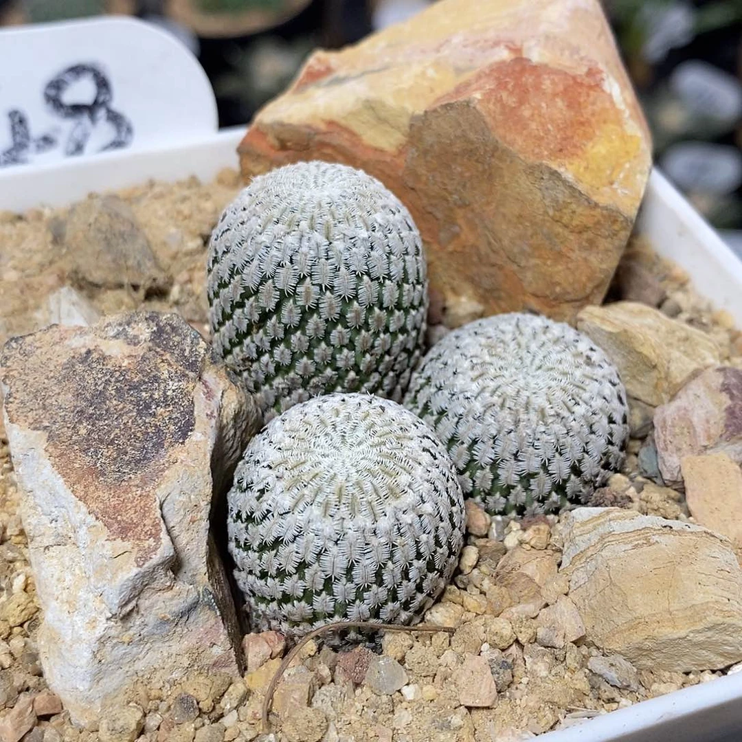 精巧殿组合48号