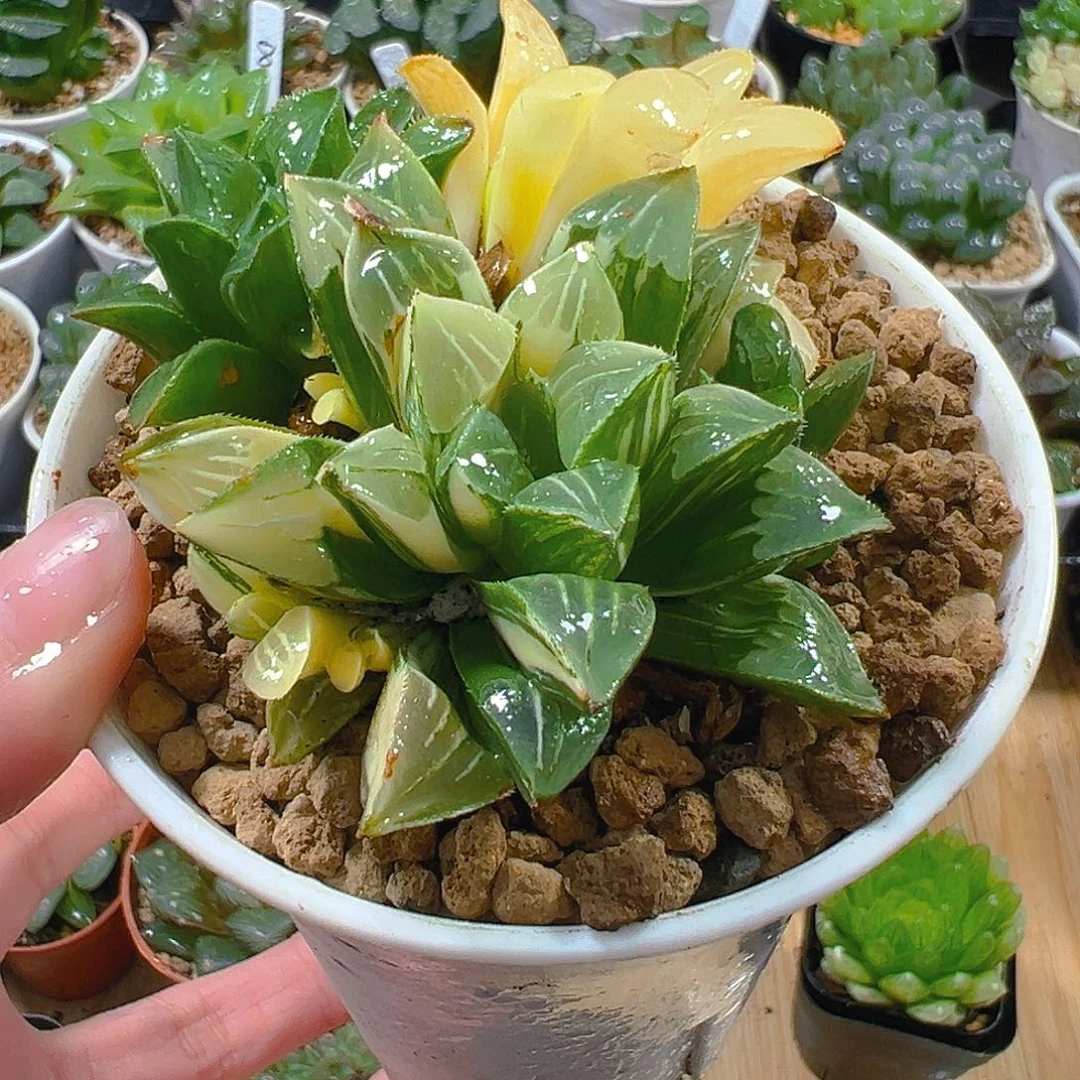 姬寿锦群玉露多肉植物一颗