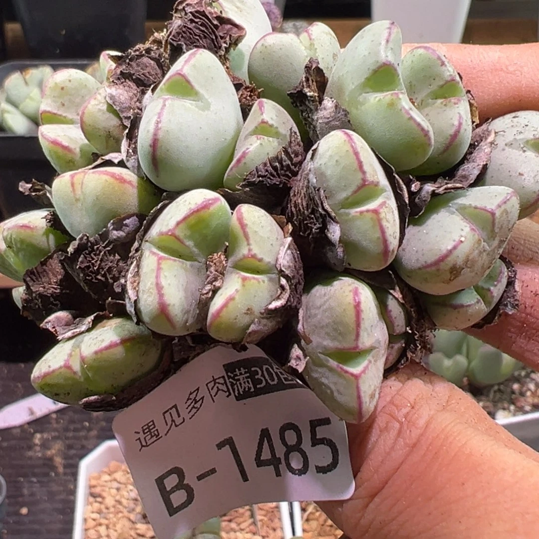 多肉植物1111111111111