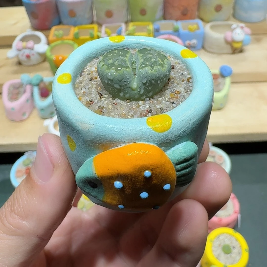 红陶蘑菇475绿饼