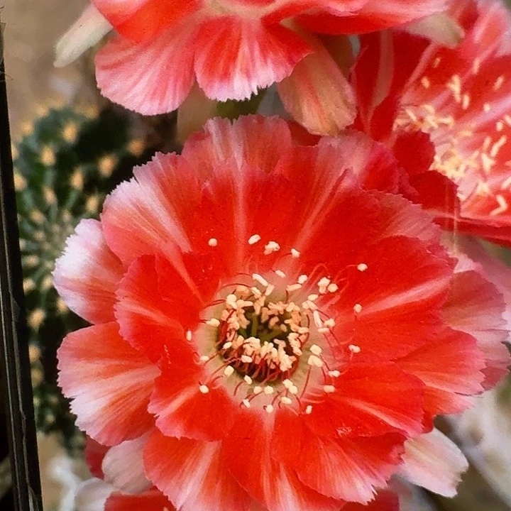 百折裙侧芽3公分丽花
