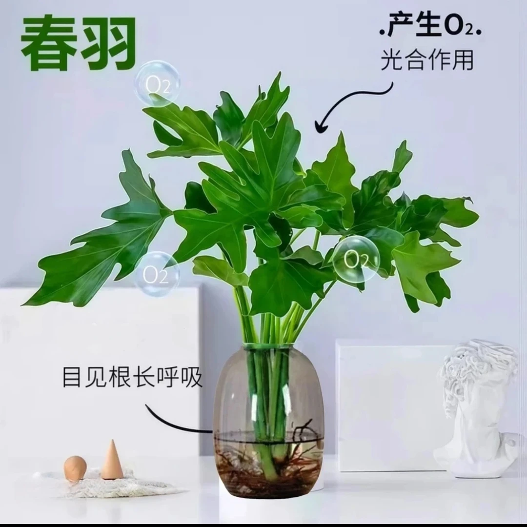 【水培春羽2到3颗苗】绿植办公室内客厅桌面摆设盆栽花卉植物