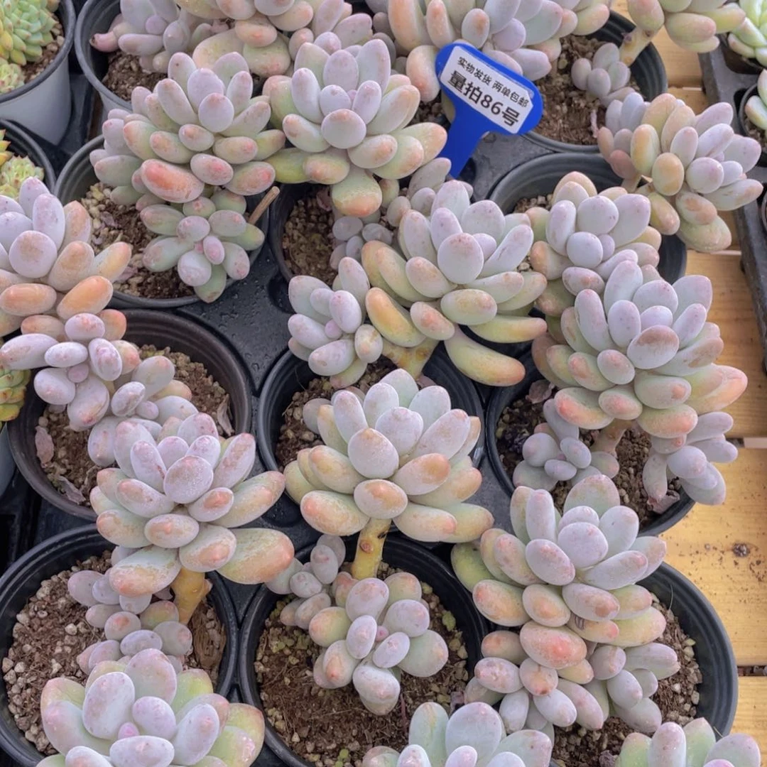 量拍86号 蛋黄奶双头起一个