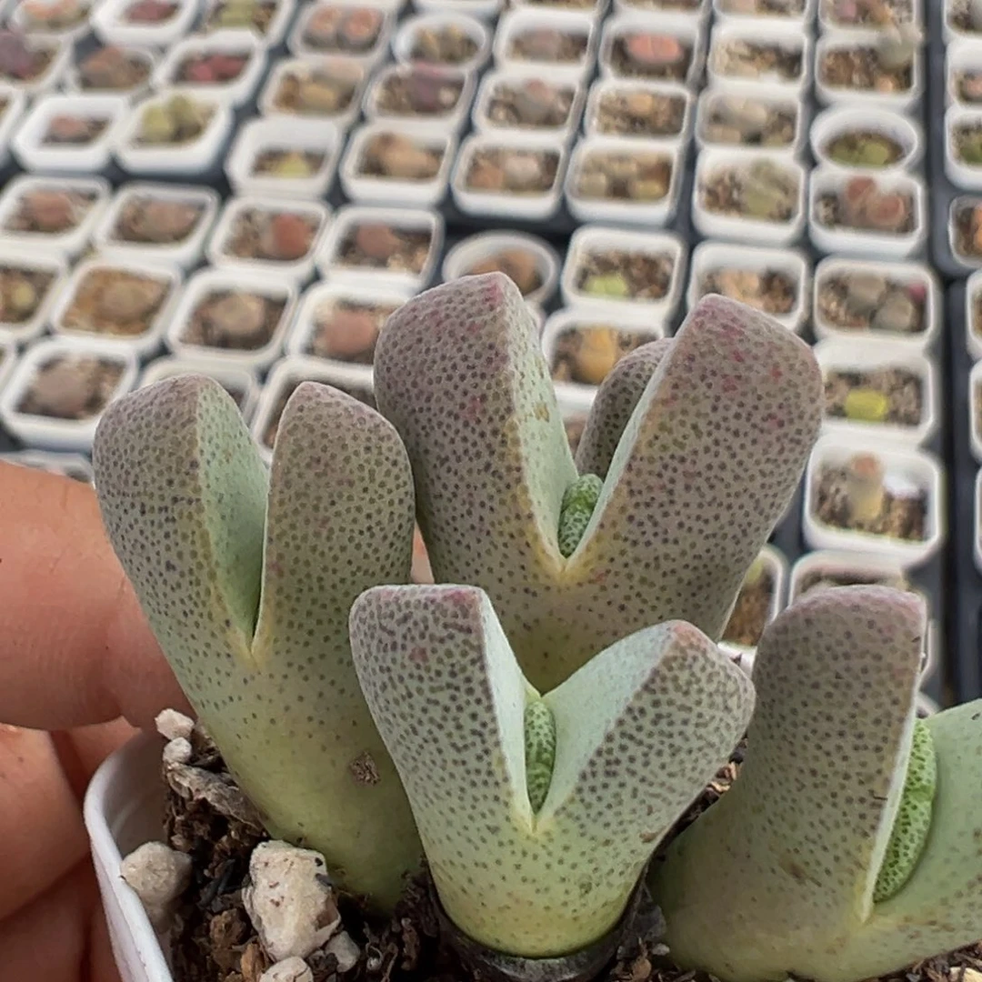 63多肉植物百科植物
