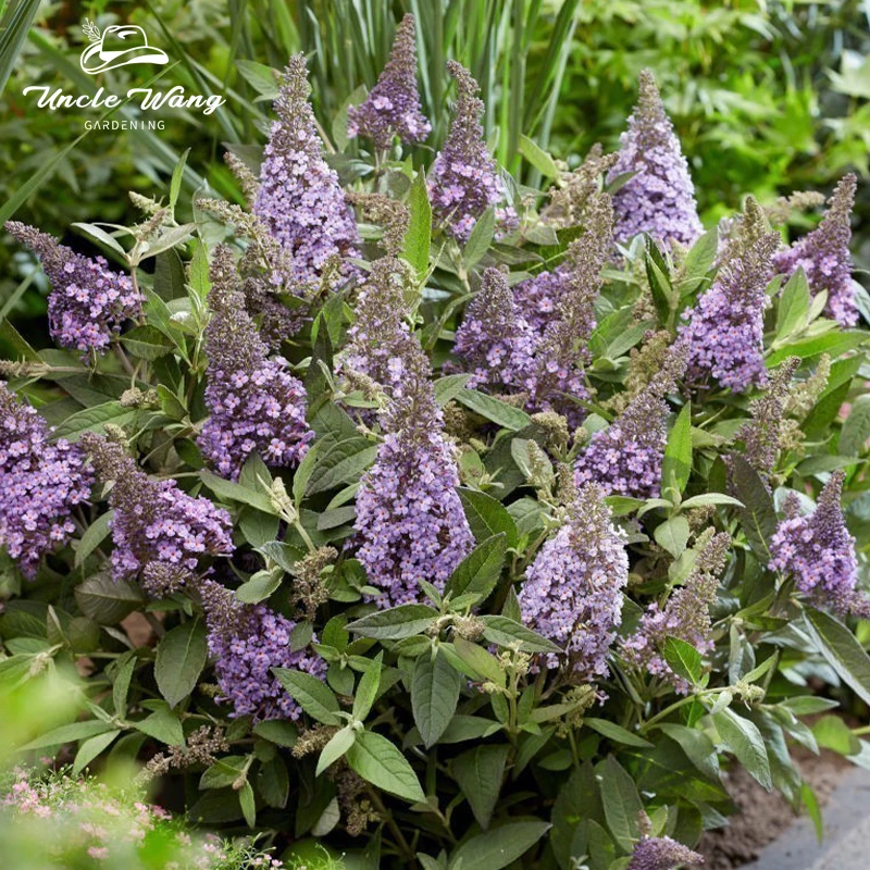 种花王大爷 醉鱼草盆栽小苗庭院花园多年生好养开花灌木花卉
