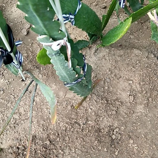 张***军完全开放令箭何花1045