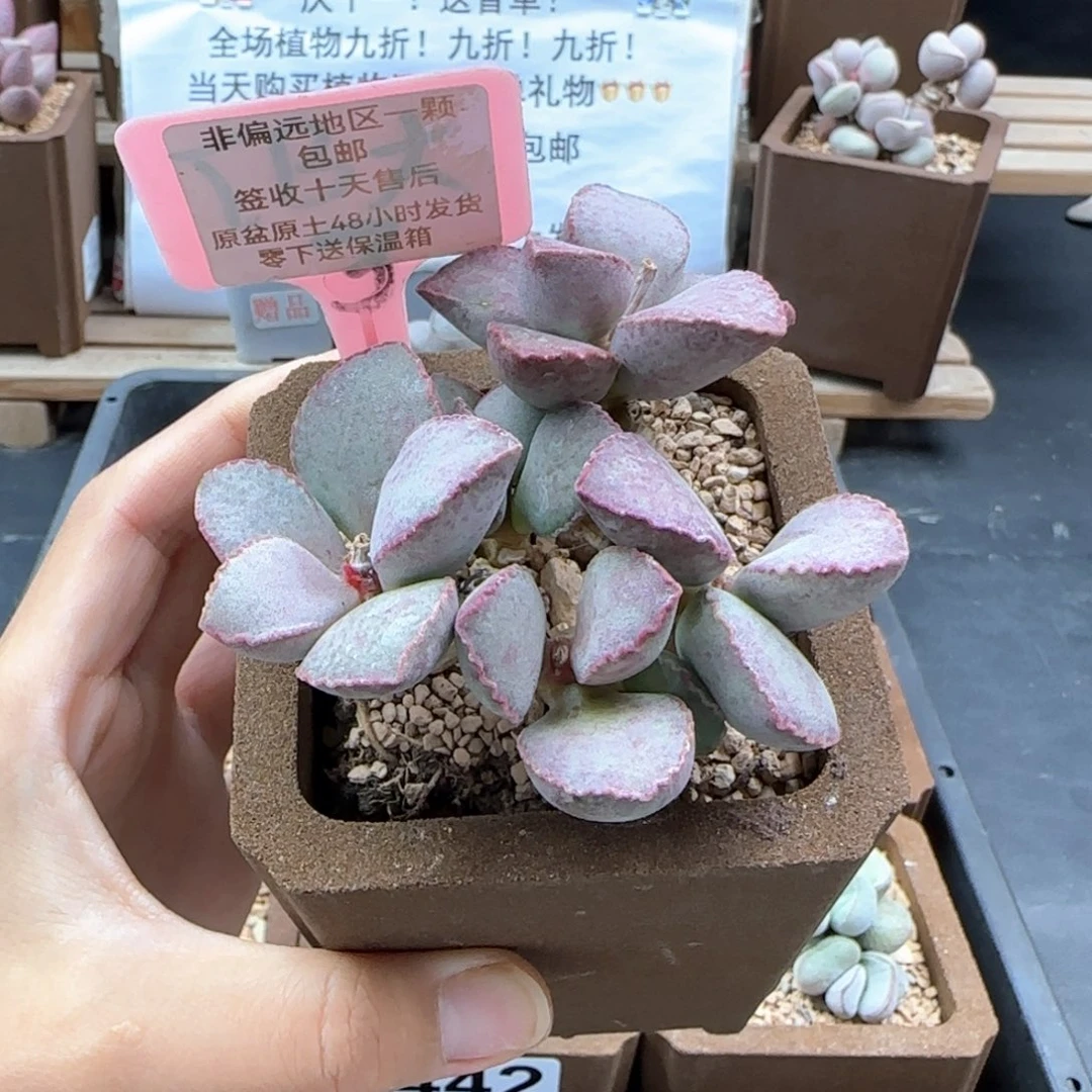 337金牛座多肉植物