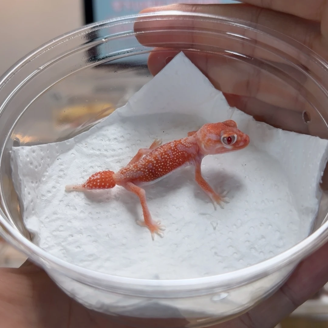 瘤尾守宫白化隐无纹弟弟