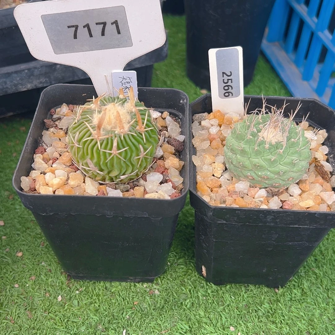 7171，2566两个组合福利