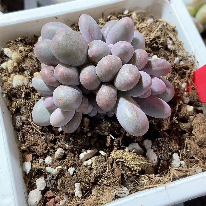 多肉植物汤圆群623