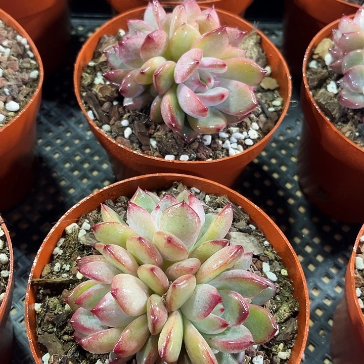 精品大夜魔侠群多肉植物