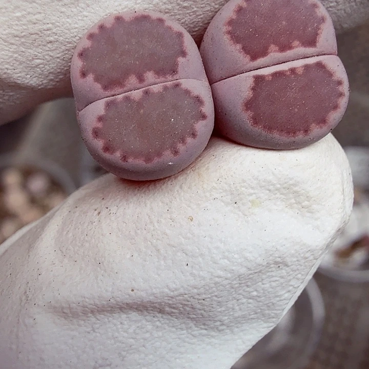 好喜欢看肖蘸唱歌跳舞打野438不