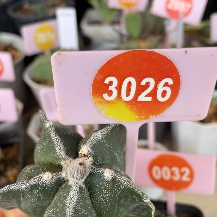 厚***服实生银沙焉凤玉3026