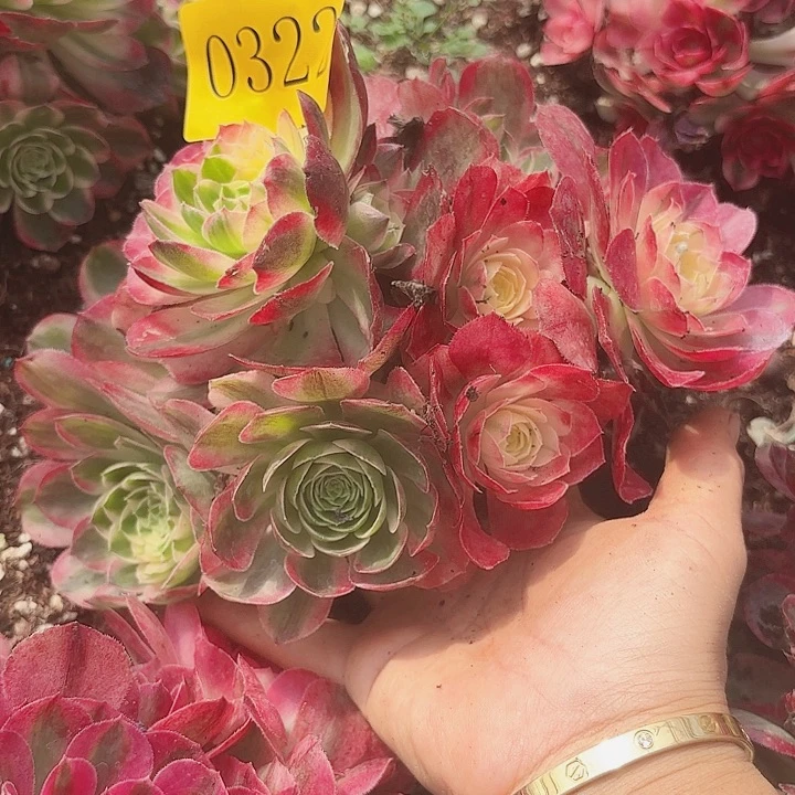 小****仔多肉植物海仙0322