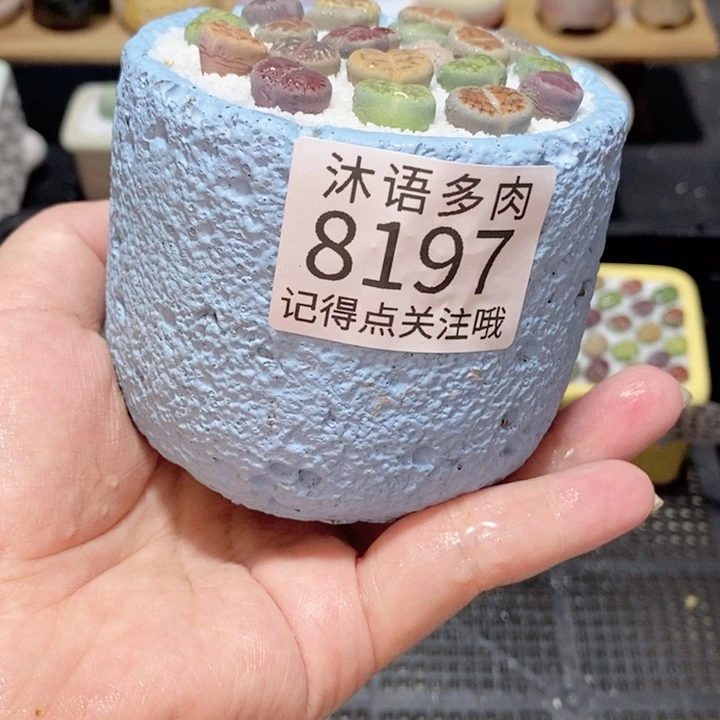 带盆土植物 精美盆栽8197