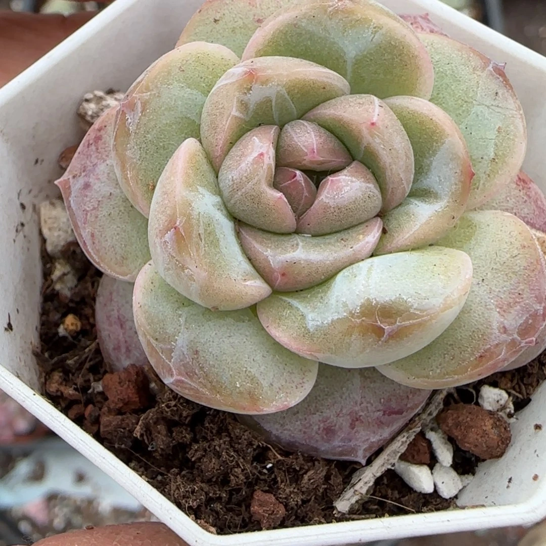 多肉小卡拉米糖心一物一拍