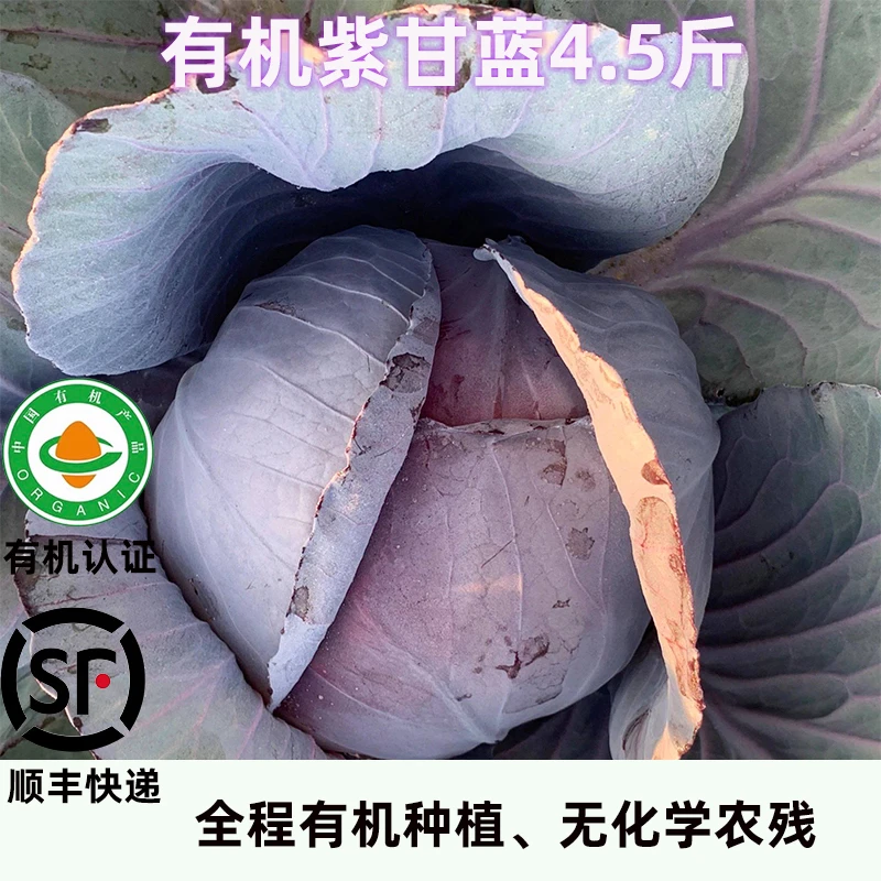 广东有机紫甘蓝4.5斤紫菜包生吃沙拉榨汁新鲜蔬菜农场直发顺丰