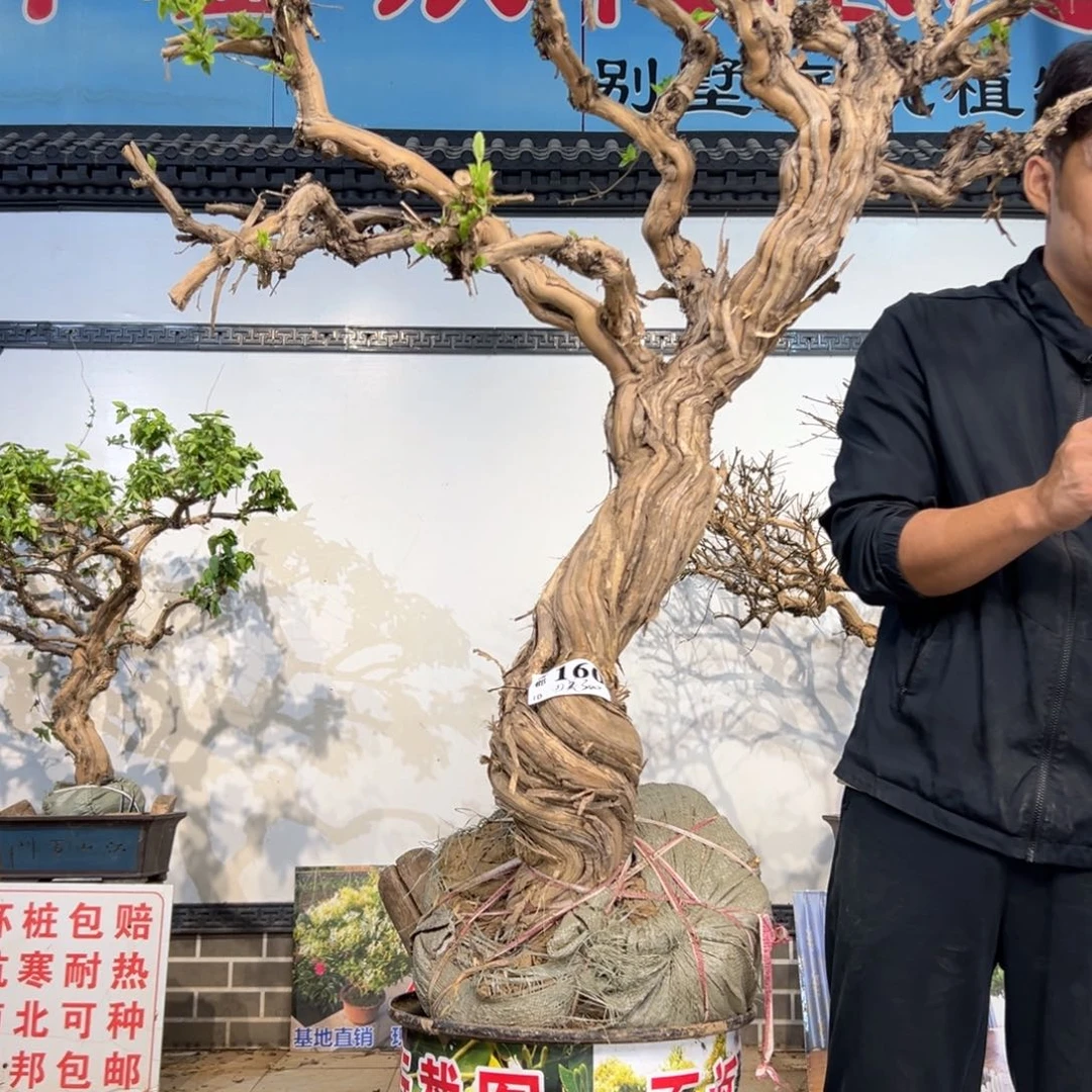 无花朵金银珠宝开花1542411