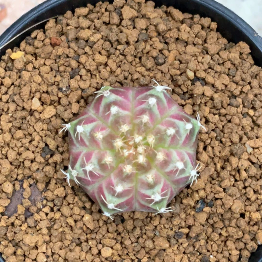 当前无花朵，栽培后可花朵皇氏梦想轮回