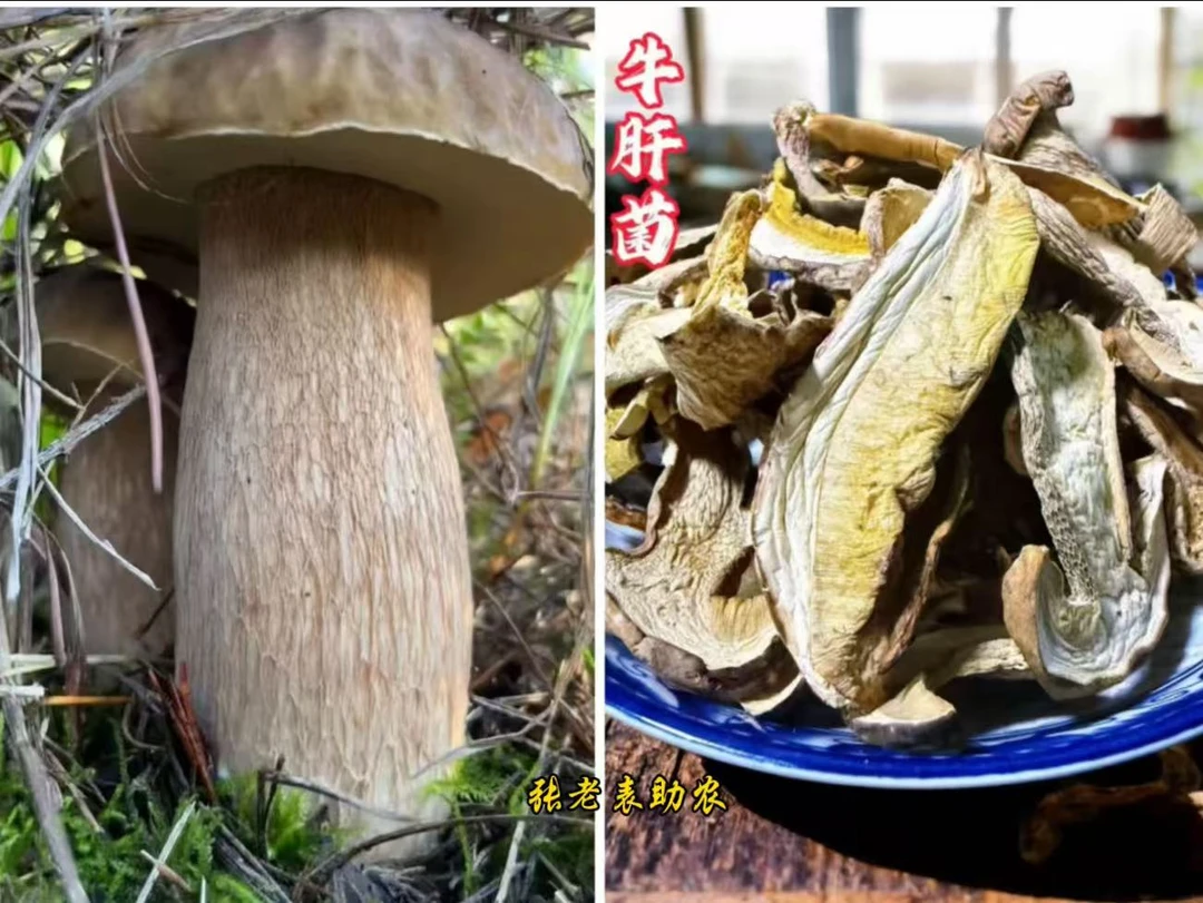 云南特产新鲜美味牛肝菌干片