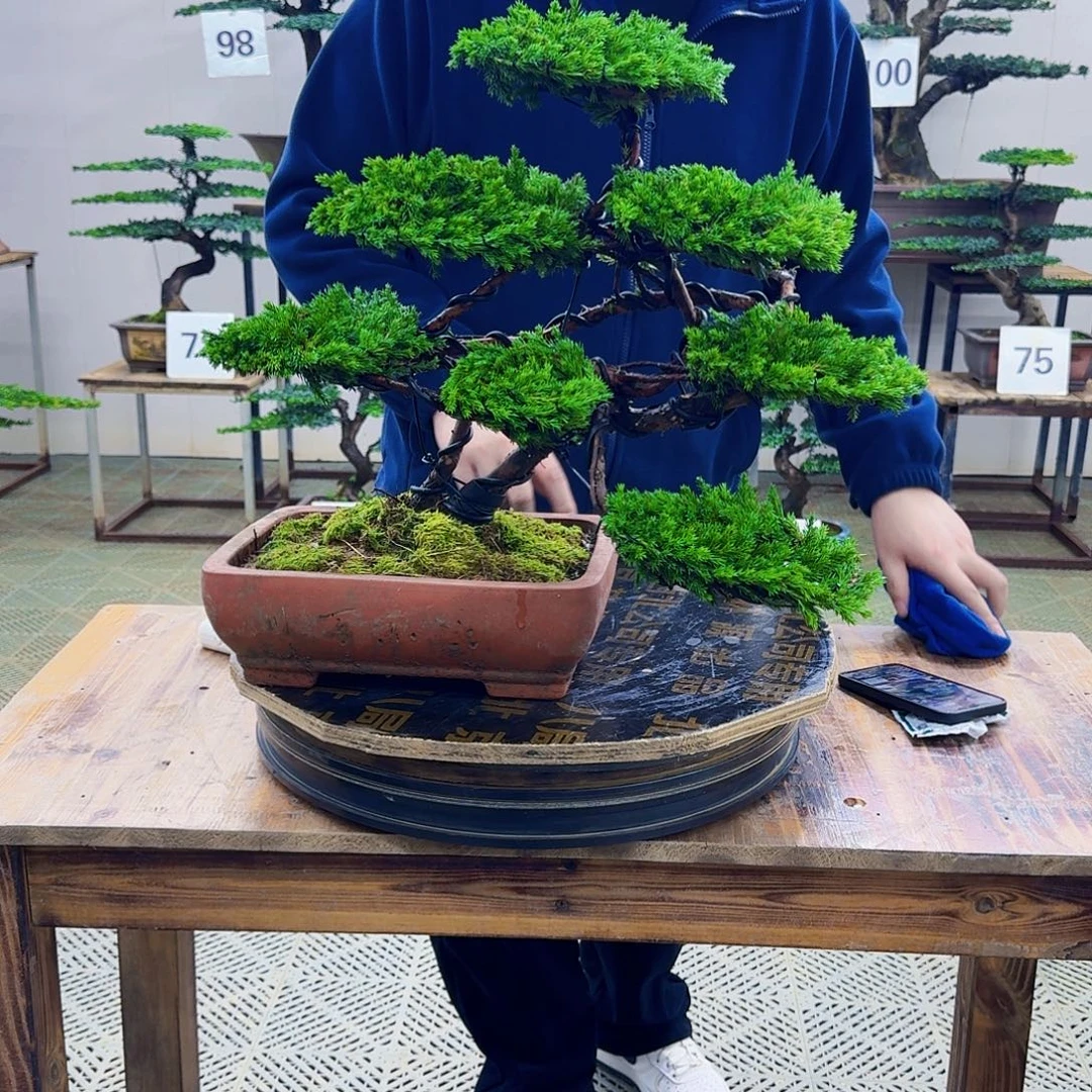 无花朵柏树造型盆景