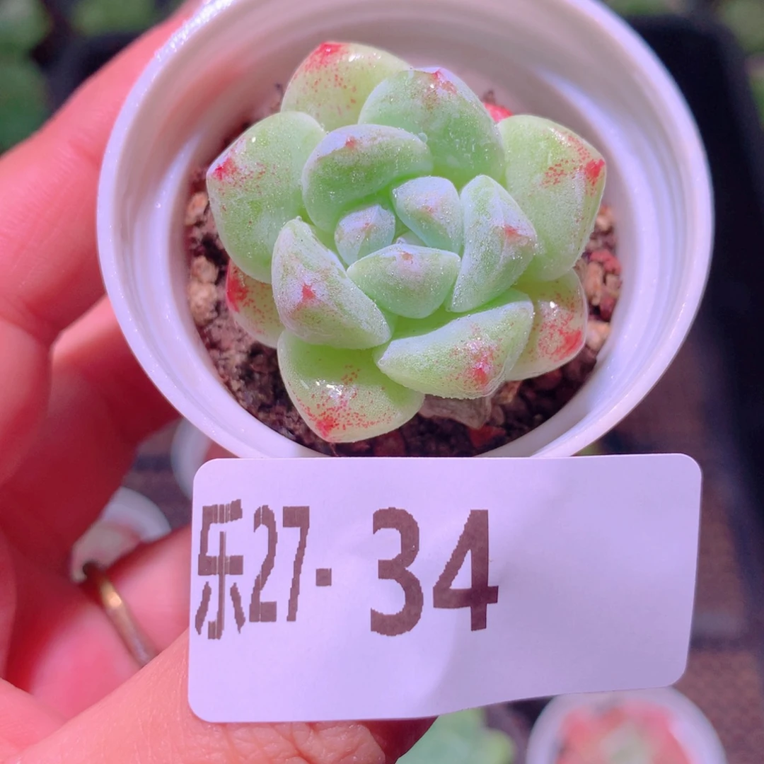 乐然27-34 冰玉单头
