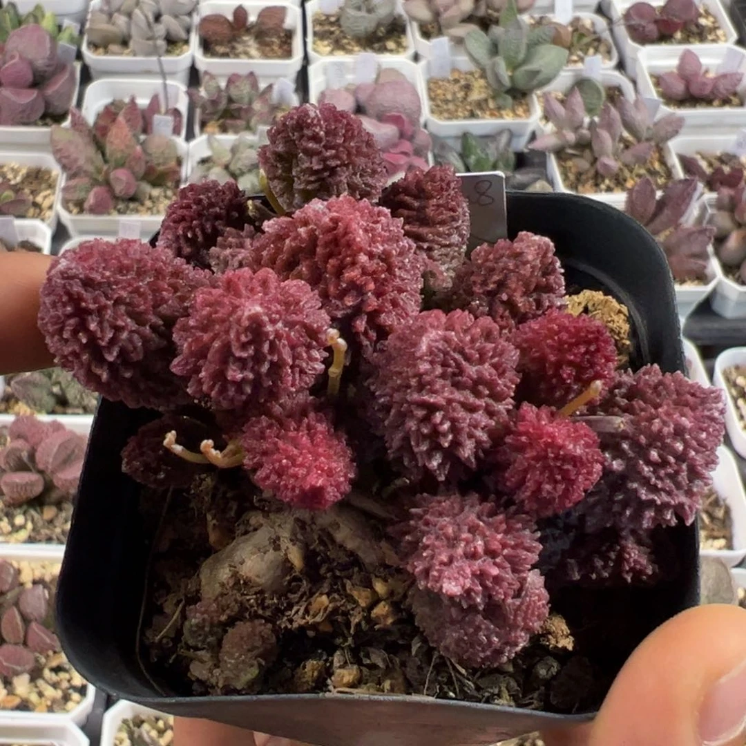 纯木质老桩朱紫玉多肉植物水泡