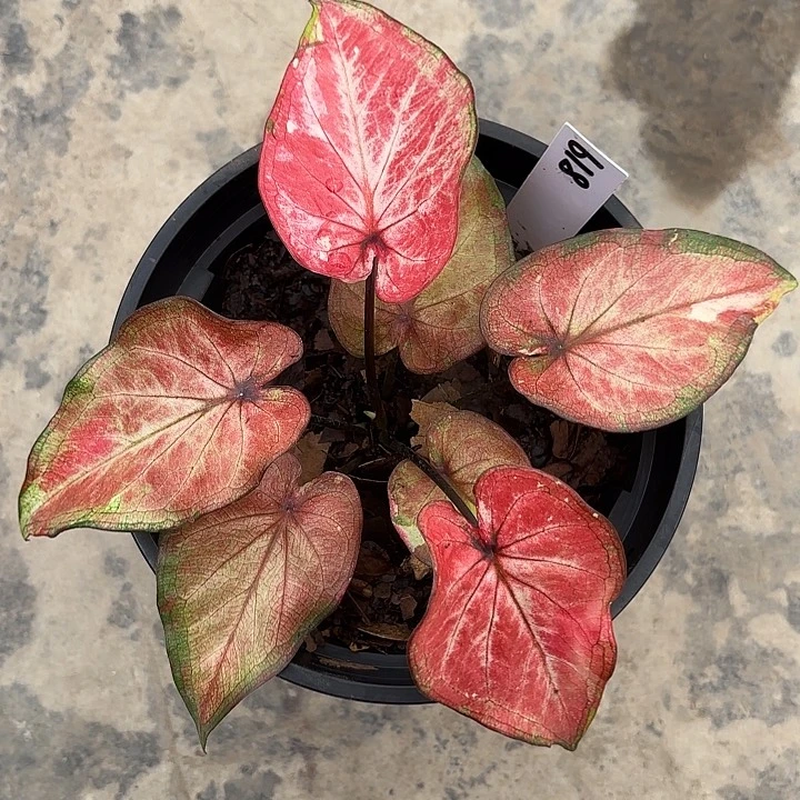 618-0306皇家礼堂彩叶芋广东现货