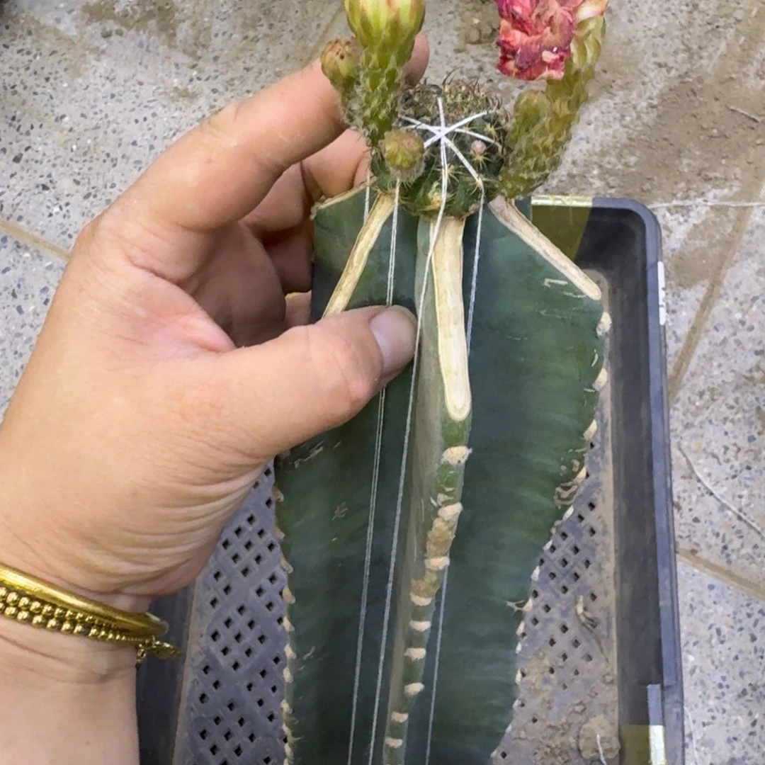 321嫁接美3无根发货3公分左右掰花