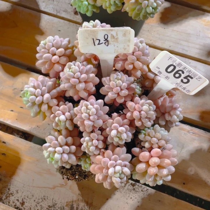 谢谢你的支持0000065