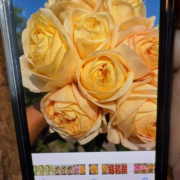 无花朵伦敦塔小苗