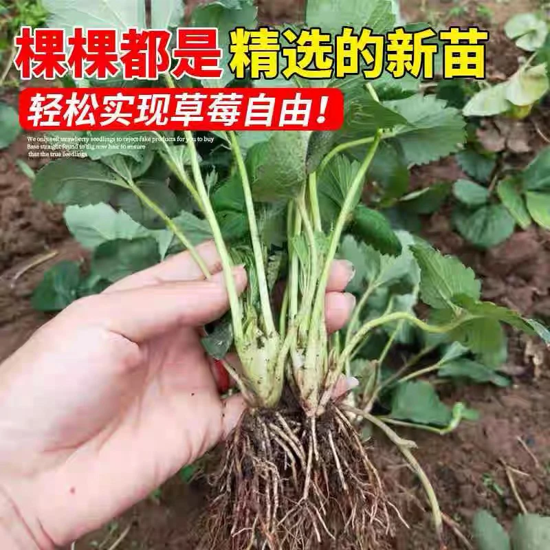 【10颗装】裸根草莓苗奶油草莓四季食用当年结果盆栽地栽南北方种植